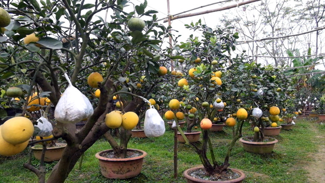 Độc đáo cây có 10 loại quả cùng chín rộ vào dịp Tết