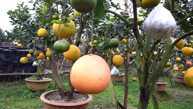 Độc đáo cây có 10 loại quả cùng chín rộ vào dịp Tết