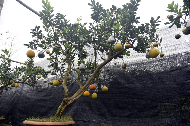 Độc đáo cây có 10 loại quả cùng chín rộ vào dịp Tết