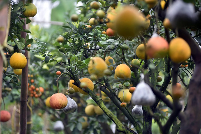 Độc đáo cây có 10 loại quả cùng chín rộ vào dịp Tết