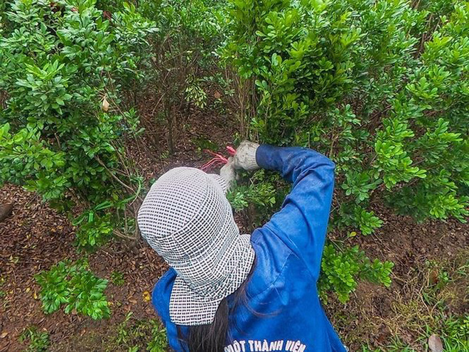 Bắt đầu dời cây, xén dải phân cách ở đường đẹp nhất Hà Nội