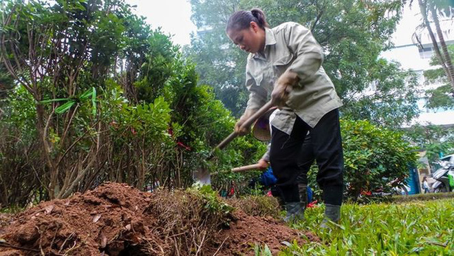Bắt đầu dời cây, xén dải phân cách ở đường đẹp nhất Hà Nội