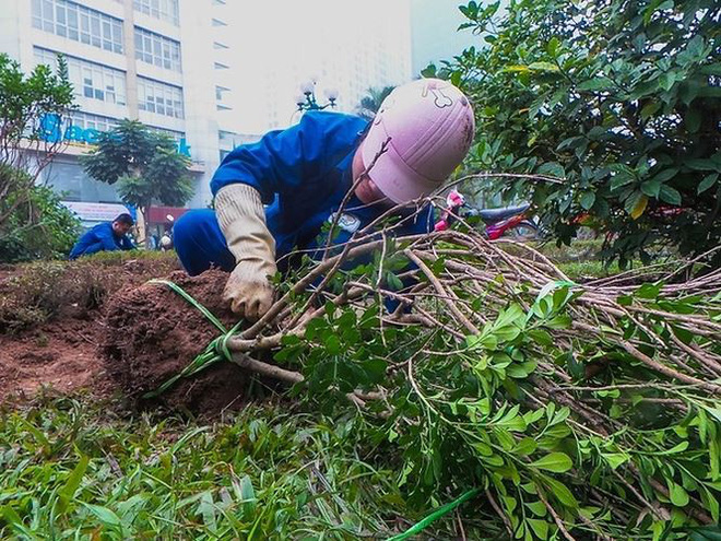 Bắt đầu dời cây, xén dải phân cách ở đường đẹp nhất Hà Nội