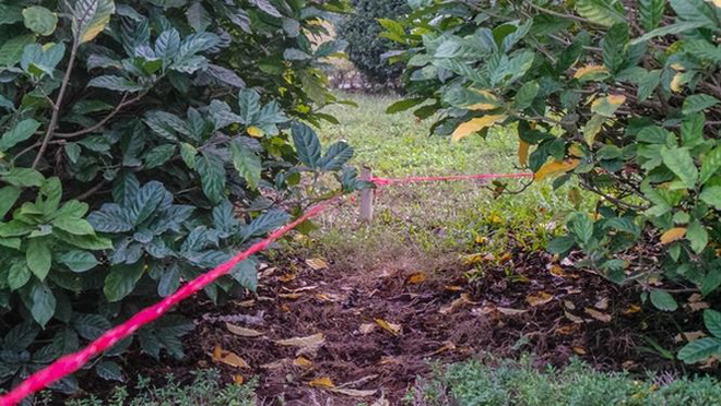 Bắt đầu dời cây, xén dải phân cách ở đường đẹp nhất Hà Nội