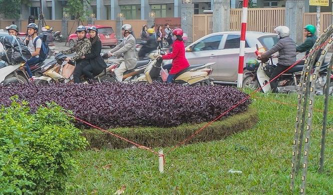 Bắt đầu dời cây, xén dải phân cách ở đường đẹp nhất Hà Nội
