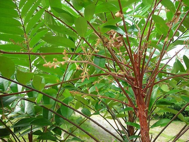 Cách trồng cây mật nhân làm vị thuốc quý ngay trong vườn nhà Cách trồng cây mật nhân làm vị thuốc quý ngay trong vườn nhà