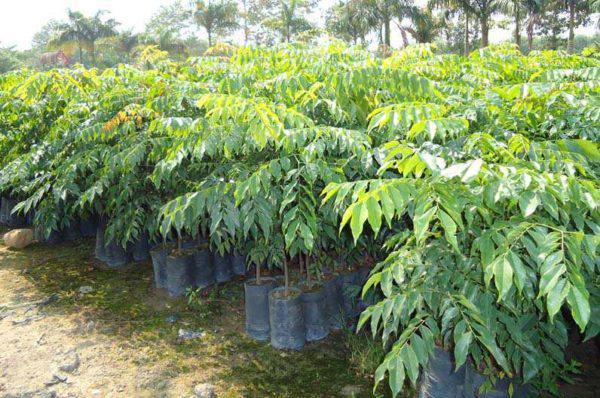 Cách trồng cây mật nhân làm vị thuốc quý ngay trong vườn nhà