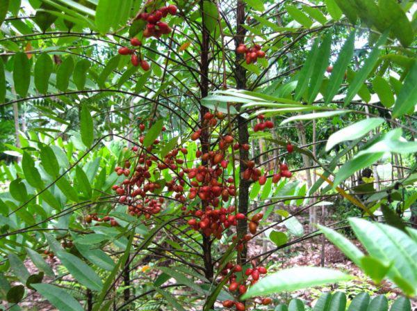 Cách trồng cây mật nhân làm vị thuốc quý ngay trong vườn nhà