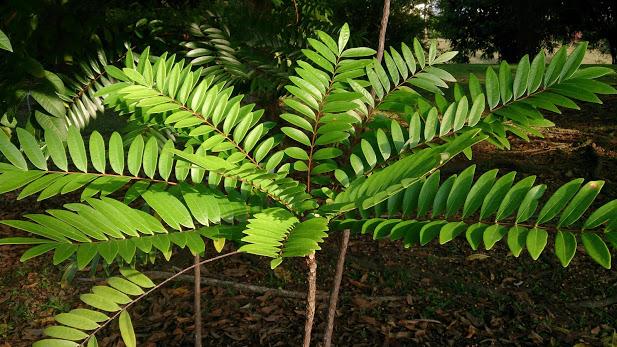 Cách trồng cây mật nhân làm vị thuốc quý ngay trong vườn nhà Cách trồng cây mật nhân làm vị thuốc quý ngay trong vườn nhà