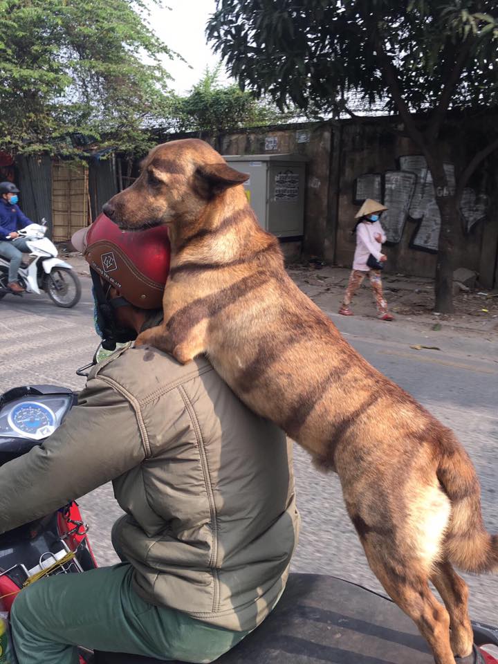 Chú chó ngồi sau xe máy lè lưỡi cực yêu gây bão mạng