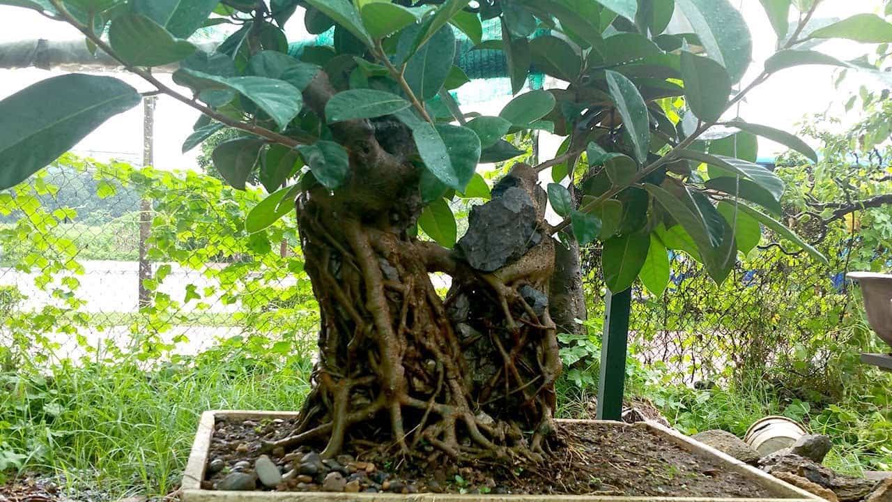 Không muốn nhà gặp vận xui, đừng dại trồng những loại cây này trong nhà Không muốn nhà gặp vận xui, đừng dại trồng những loại cây này trong nhà