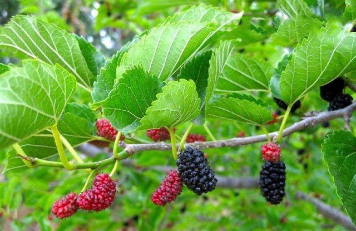 Không muốn nhà gặp vận xui, đừng dại trồng những loại cây này trong nhà Không muốn nhà gặp vận xui, đừng dại trồng những loại cây này trong nhà