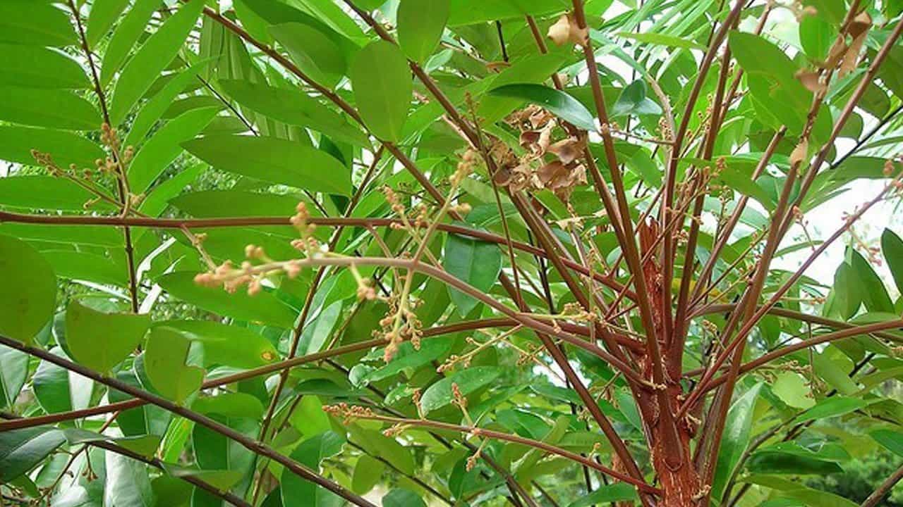 Không muốn nhà gặp vận xui, đừng dại trồng những loại cây này trong nhà Không muốn nhà gặp vận xui, đừng dại trồng những loại cây này trong nhà
