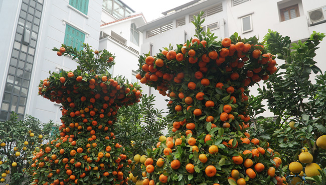 Cặp quýt lộc bình khủng xuống phố đón Tết Nguyên đán