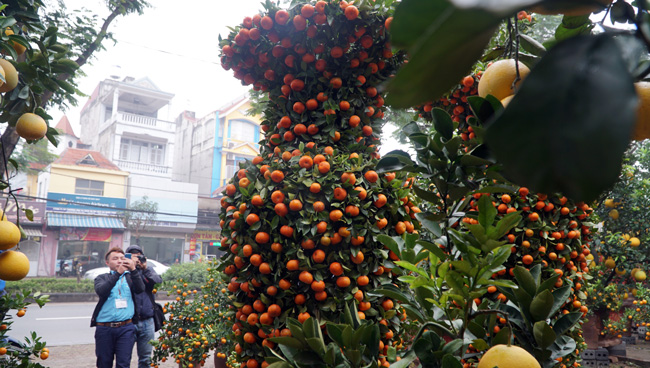 Cặp quýt lộc bình khủng xuống phố đón Tết Nguyên đán