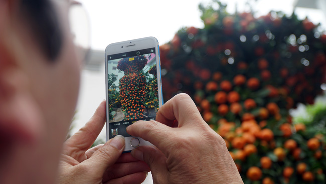 Cặp quýt lộc bình khủng xuống phố đón Tết Nguyên đán