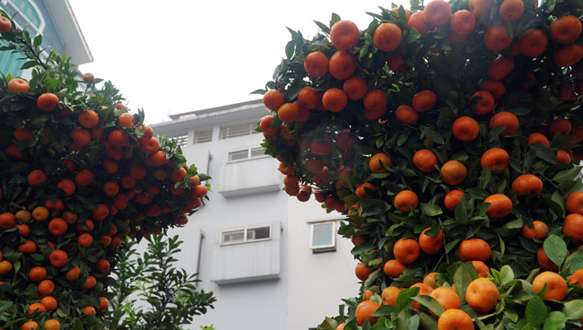 Cặp quýt lộc bình khủng xuống phố đón Tết Nguyên đán Cặp quýt lộc bình khủng xuống phố đón Tết Nguyên đán