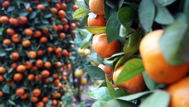 Cặp quýt lộc bình khủng xuống phố đón Tết Nguyên đán