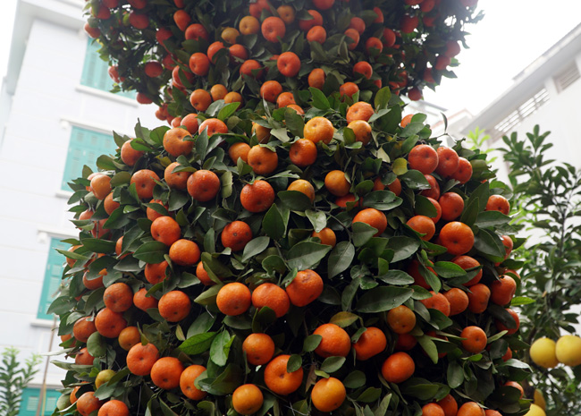 Cặp quýt lộc bình khủng xuống phố đón Tết Nguyên đán