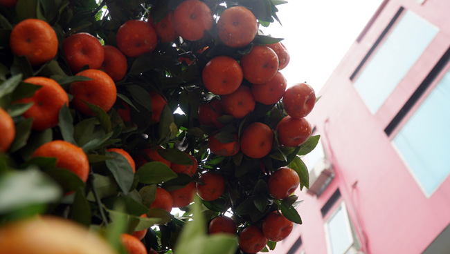 Cặp quýt lộc bình khủng xuống phố đón Tết Nguyên đán