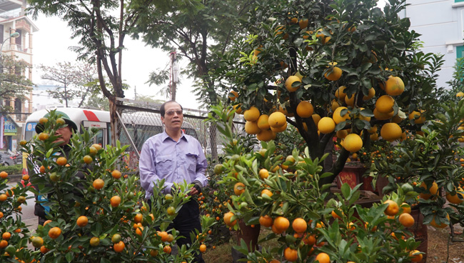 Cặp quýt lộc bình khủng xuống phố đón Tết Nguyên đán Cặp quýt lộc bình khủng xuống phố đón Tết Nguyên đán