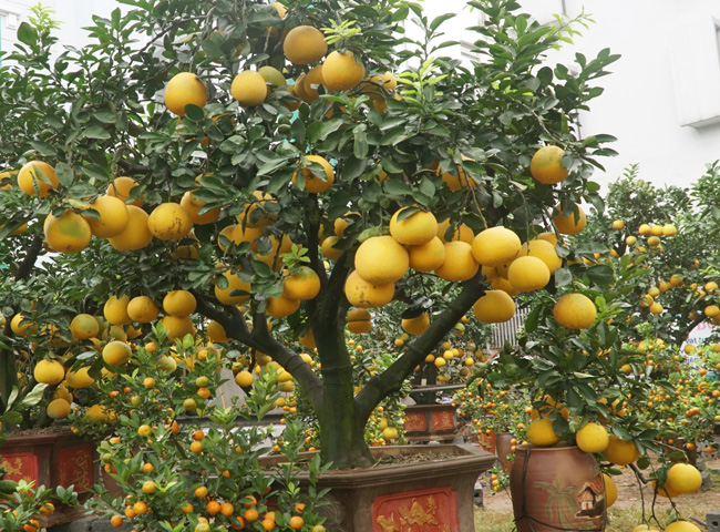 Cặp quýt lộc bình khủng xuống phố đón Tết Nguyên đán Cặp quýt lộc bình khủng xuống phố đón Tết Nguyên đán