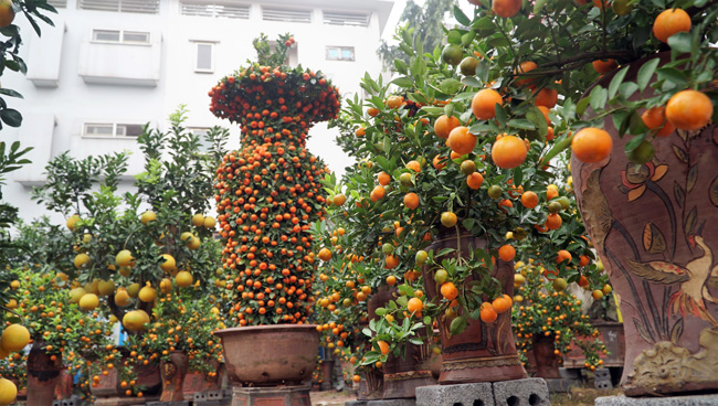 Cặp quýt lộc bình khủng xuống phố đón Tết Nguyên đán