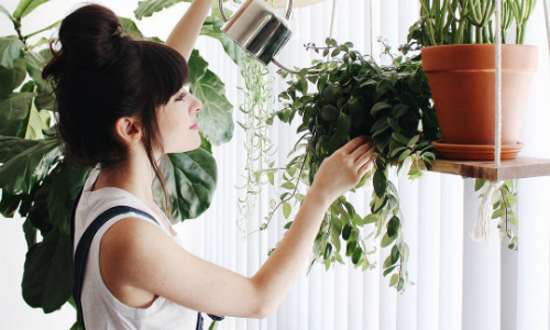 Nữ doanh nhân mất chồng vì quá mê cây cảnh