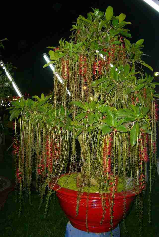 Cách trồng cây phong thủy trong vườn hút tài lộc Cách trồng cây phong thủy trong vườn hút tài lộc