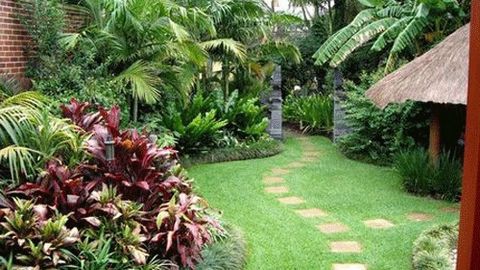 Cách trồng cây phong thủy trong vườn hút tài lộc Cách trồng cây phong thủy trong vườn hút tài lộc