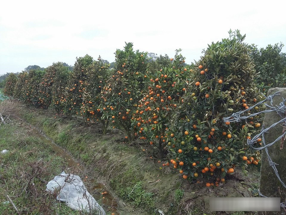 Kẻ xấu dùng thuốc diệt cỏ sát hại hơn 300 cây quất cảnh