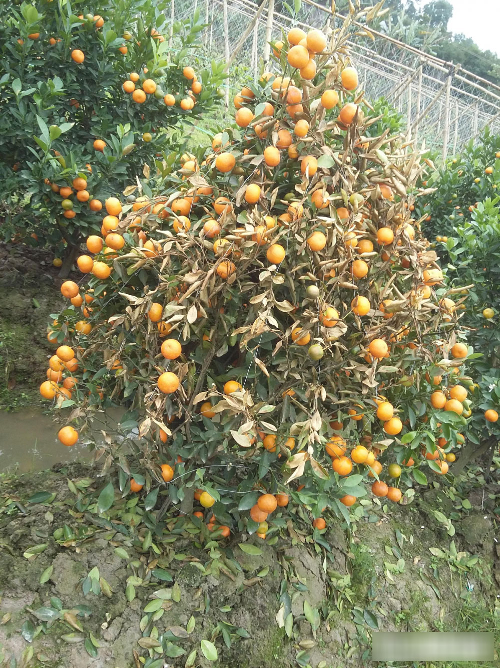 Kẻ xấu dùng thuốc diệt cỏ sát hại hơn 300 cây quất cảnh Kẻ xấu dùng thuốc diệt cỏ sát hại hơn 300 cây quất cảnh