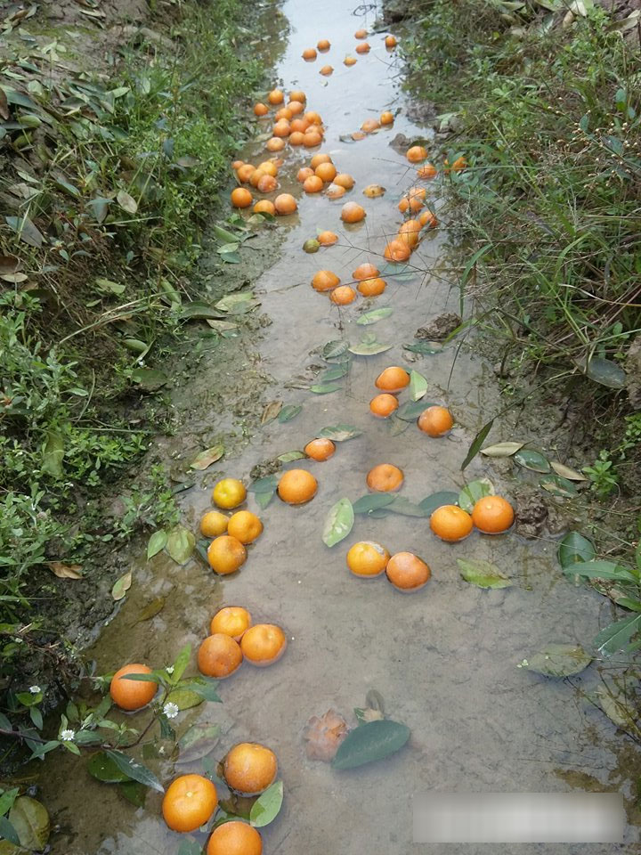 Kẻ xấu dùng thuốc diệt cỏ sát hại hơn 300 cây quất cảnh