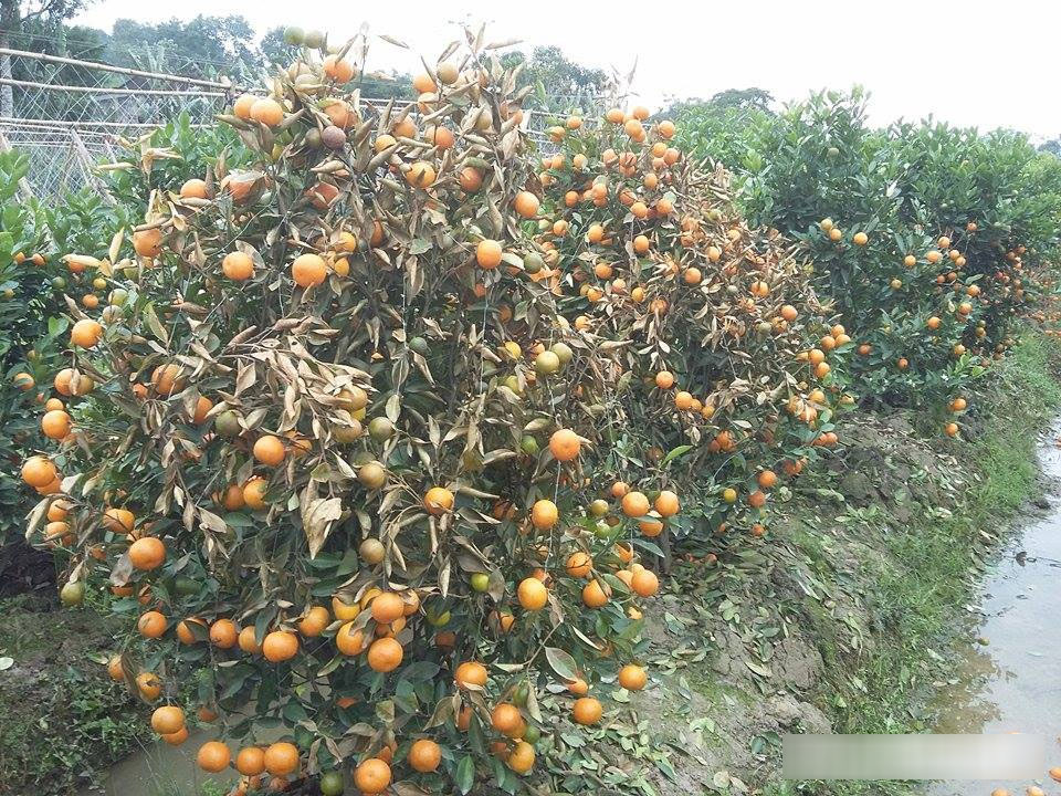 Kẻ xấu dùng thuốc diệt cỏ sát hại hơn 300 cây quất cảnh