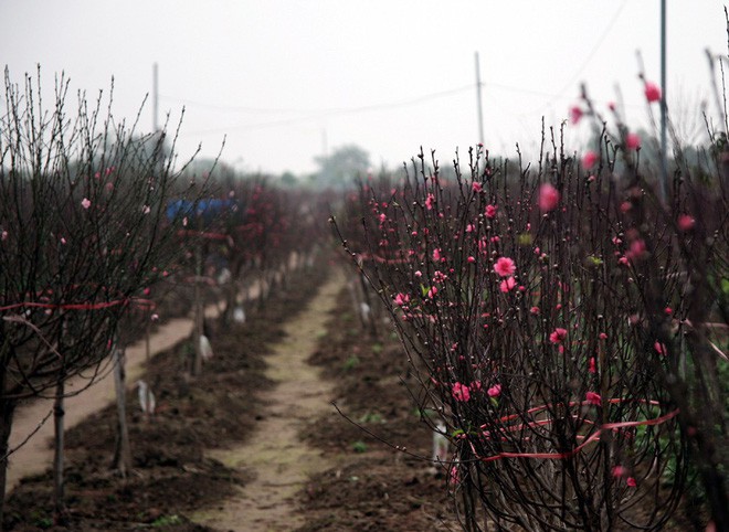 Đào nở sai thời điểm, rớt giá chỉ còn 50.000 đồng/cành, nông dân Nhật Tân như ngồi trên đống lửa