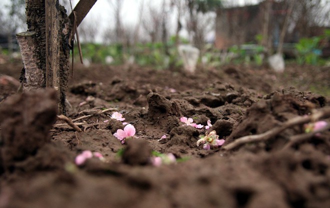 Đào nở sai thời điểm, rớt giá chỉ còn 50.000 đồng/cành, nông dân Nhật Tân như ngồi trên đống lửa