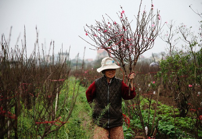 Đào nở sai thời điểm, rớt giá chỉ còn 50.000 đồng/cành, nông dân Nhật Tân như ngồi trên đống lửa