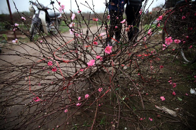 Đào nở sai thời điểm, rớt giá chỉ còn 50.000 đồng/cành, nông dân Nhật Tân như ngồi trên đống lửa