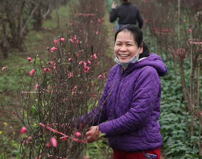 Đào nở sai thời điểm, rớt giá chỉ còn 50.000 đồng/cành, nông dân Nhật Tân như ngồi trên đống lửa