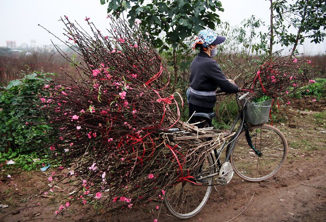 Đào nở sai thời điểm, rớt giá chỉ còn 50.000 đồng/cành, nông dân Nhật Tân như ngồi trên đống lửa