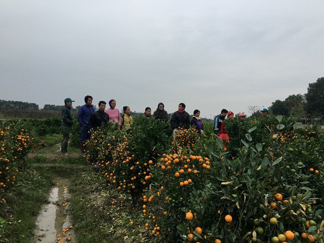 Công an truy tìm đối tượng phá hoại hơn 400 cây quất Tết