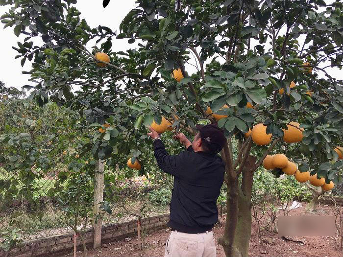 Cách phân biệt bưởi Diễn xịn và bưởi Diễn tràn lan chỉ bán giá 20 nghìn đồng