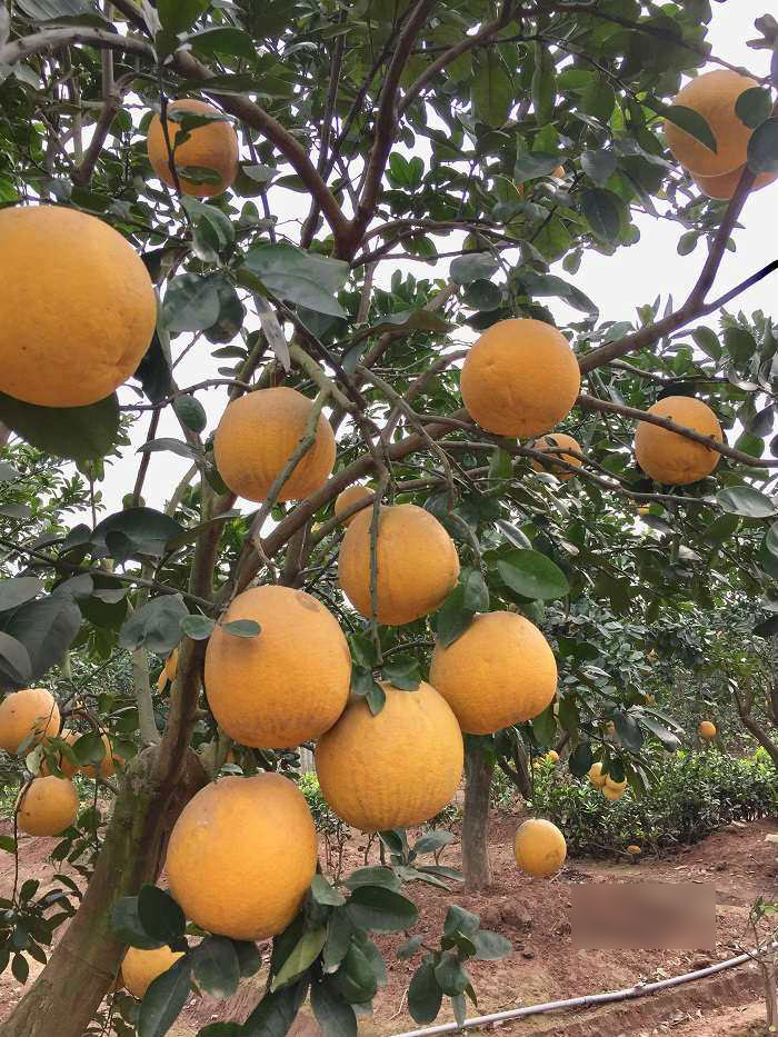 Cách phân biệt bưởi Diễn xịn và bưởi Diễn tràn lan chỉ bán giá 20 nghìn đồng