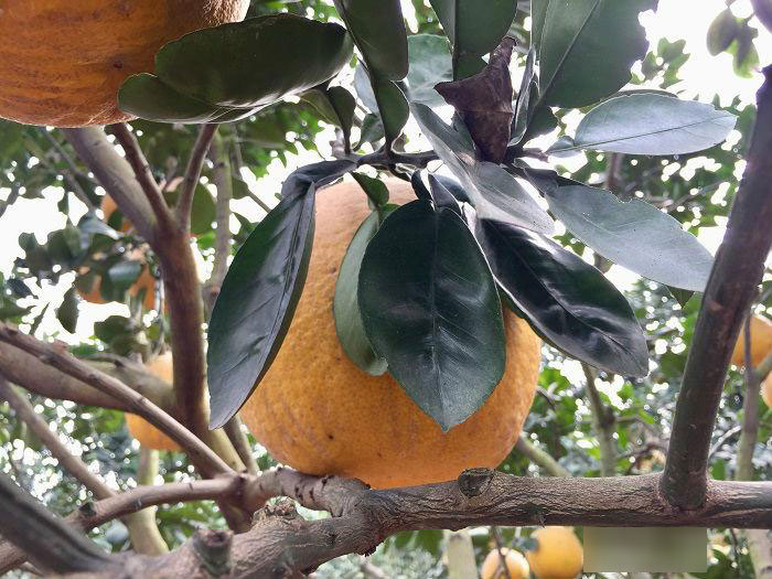 Cách phân biệt bưởi Diễn xịn và bưởi Diễn tràn lan chỉ bán giá 20 nghìn đồng