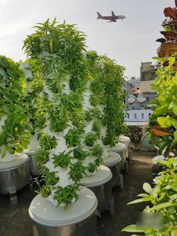 Biết vợ mang bầu, ông bố Sài Thành quyết trồng rau sạch bảo vệ sức khỏe vợ con