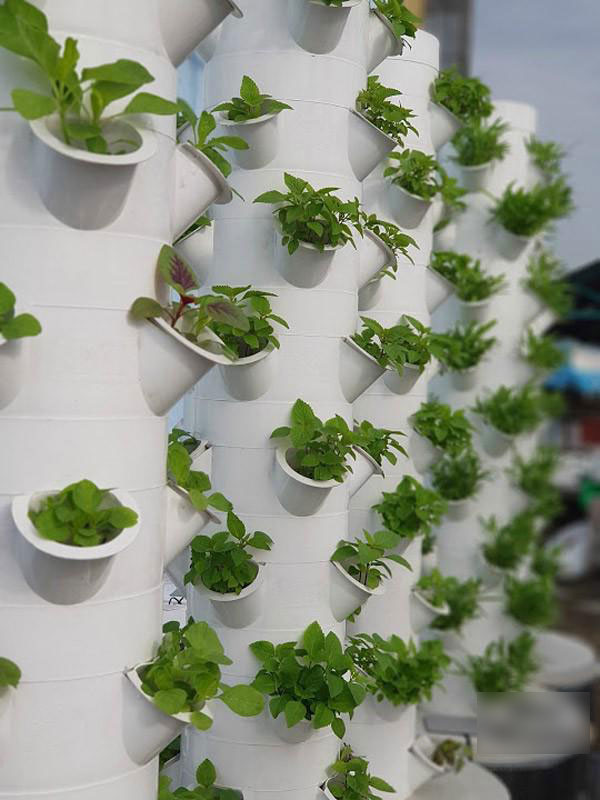 Biết vợ mang bầu, ông bố Sài Thành quyết trồng rau sạch bảo vệ sức khỏe vợ con