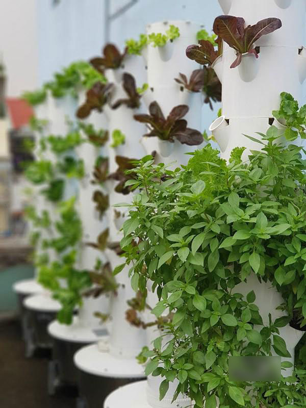 Biết vợ mang bầu, ông bố Sài Thành quyết trồng rau sạch bảo vệ sức khỏe vợ con