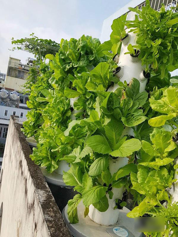 Biết vợ mang bầu, ông bố Sài Thành quyết trồng rau sạch bảo vệ sức khỏe vợ con