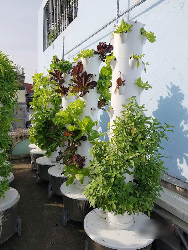 Biết vợ mang bầu, ông bố Sài Thành quyết trồng rau sạch bảo vệ sức khỏe vợ con