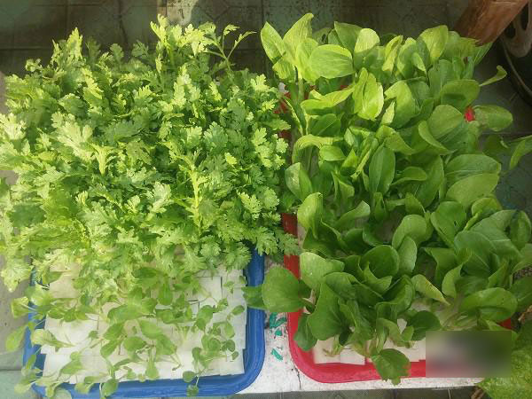 Biết vợ mang bầu, ông bố Sài Thành quyết trồng rau sạch bảo vệ sức khỏe vợ con